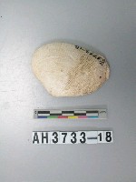 藏品(貝殼)的圖片